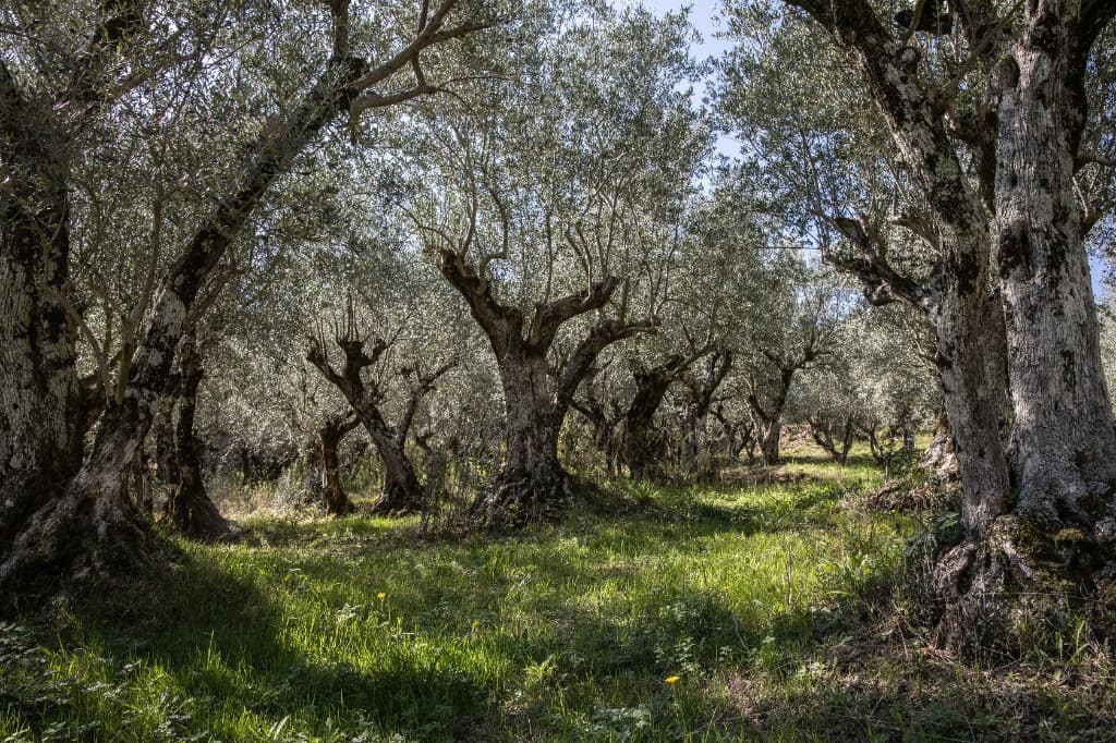 Ortice olive grove in Molinara – Terre di Molinara